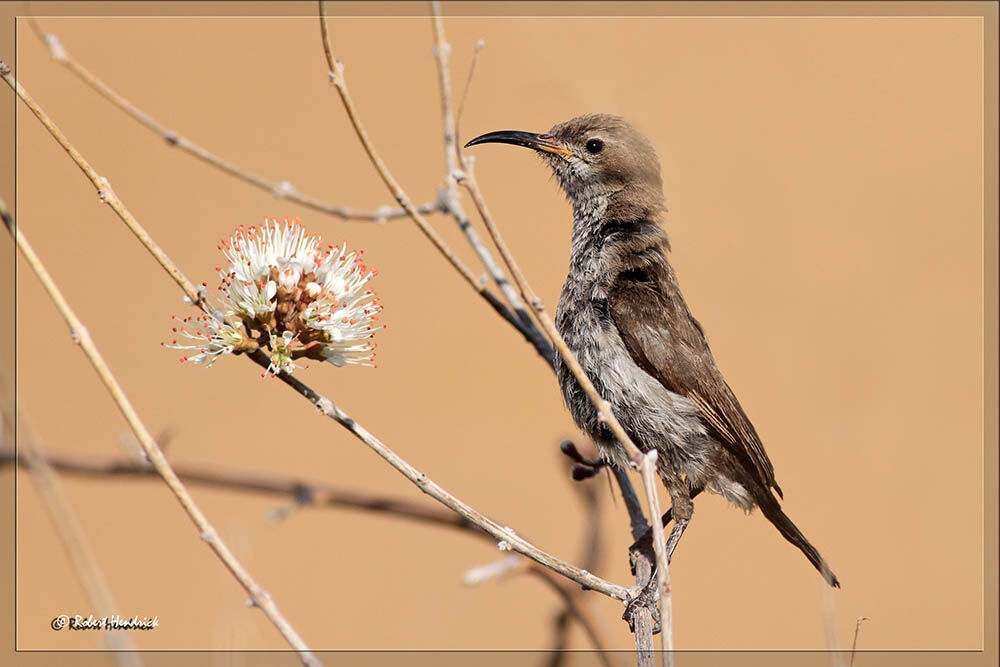 Dusky Sunbird