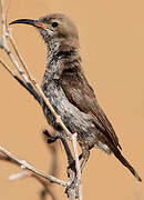 Dusky Sunbird