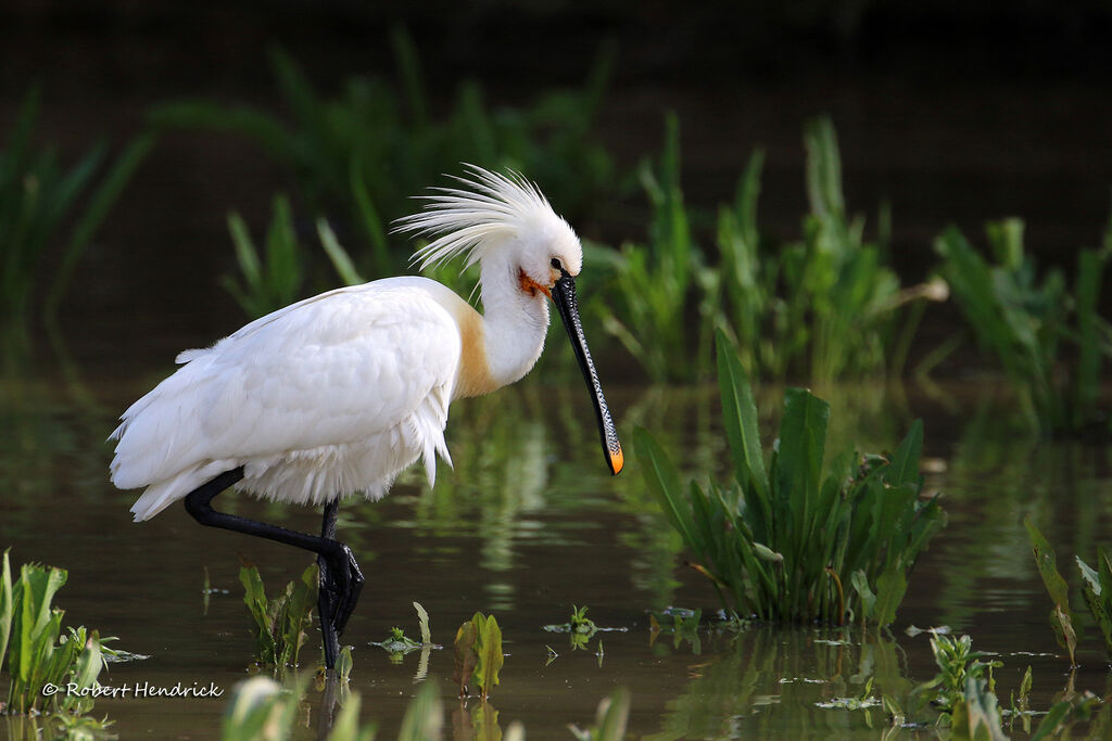 Eurasian Spoonbill