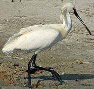 Eurasian Spoonbill