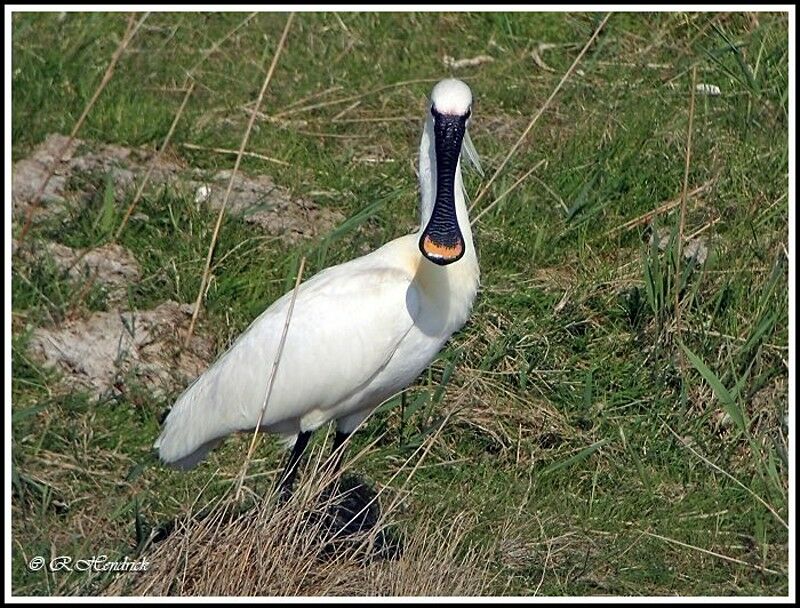 Eurasian Spoonbill