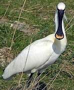 Eurasian Spoonbill