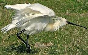 Eurasian Spoonbill