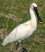 Eurasian Spoonbill