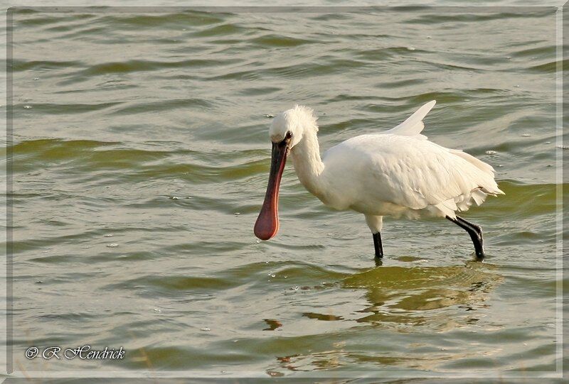 Eurasian Spoonbill