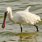 Eurasian Spoonbill