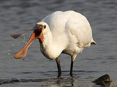 Eurasian Spoonbill