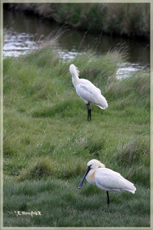 Eurasian Spoonbill