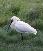 Eurasian Spoonbill