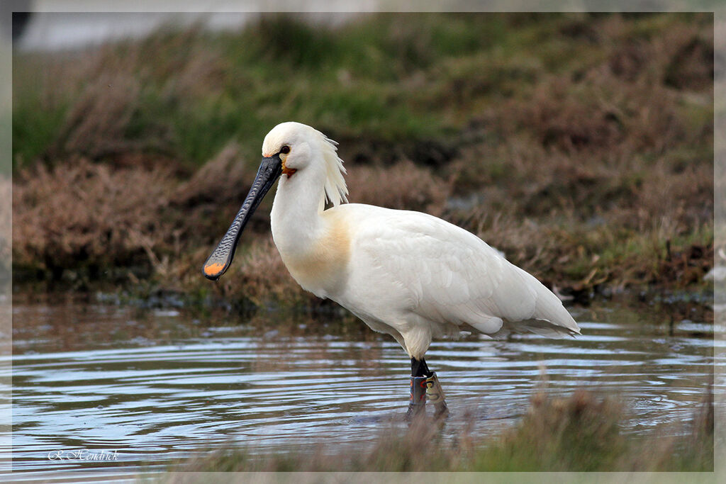 Eurasian Spoonbill