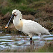 Eurasian Spoonbill