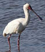 African Spoonbill