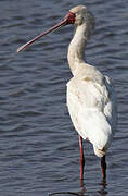 African Spoonbill