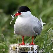 Arctic Tern