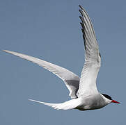 Arctic Tern