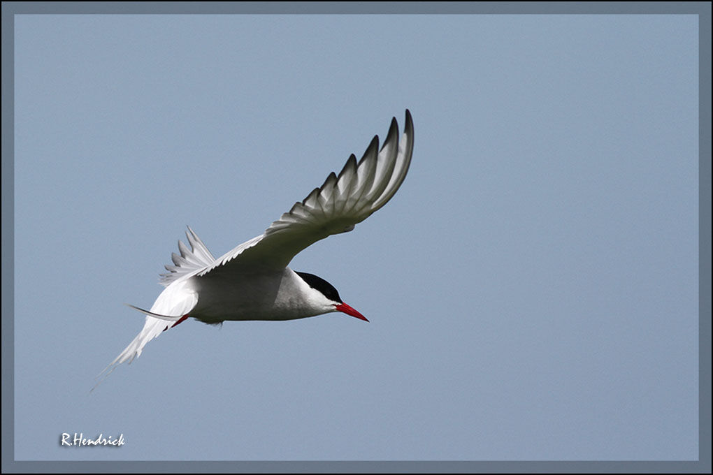 Arctic Tern