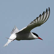 Arctic Tern