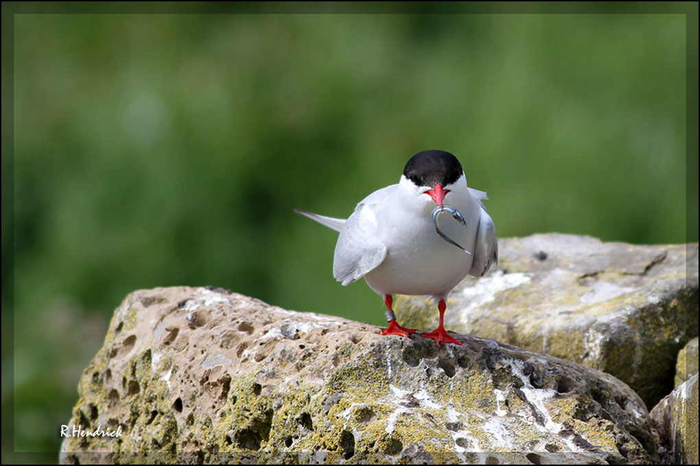 Arctic Tern