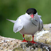 Arctic Tern