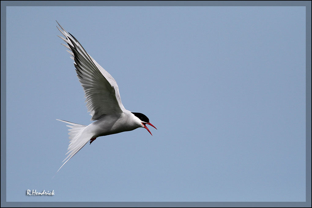 Arctic Tern