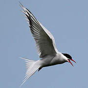 Arctic Tern