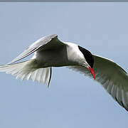 Arctic Tern