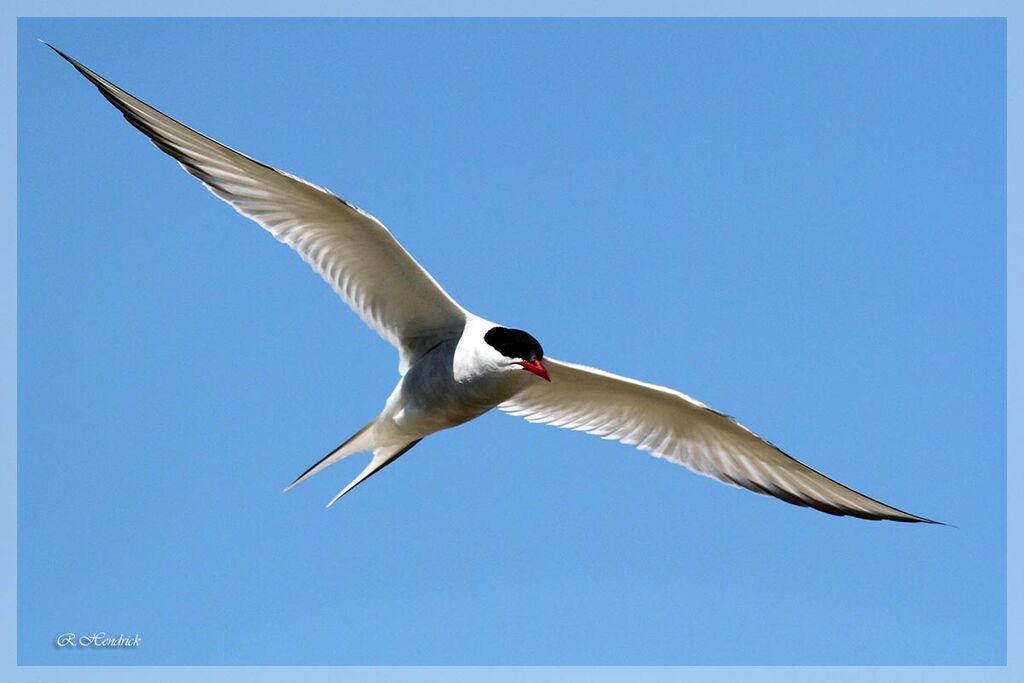 Arctic Tern