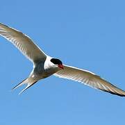 Arctic Tern