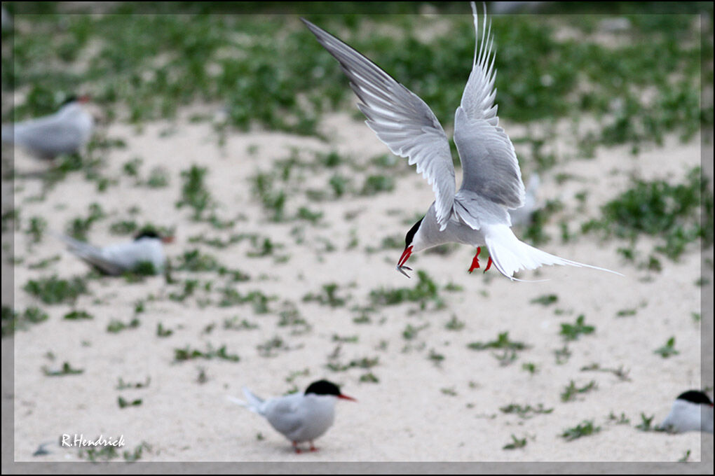 Arctic Tern