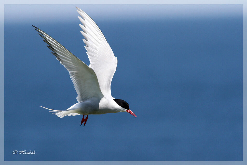 Arctic Tern