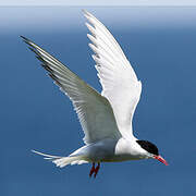 Arctic Tern