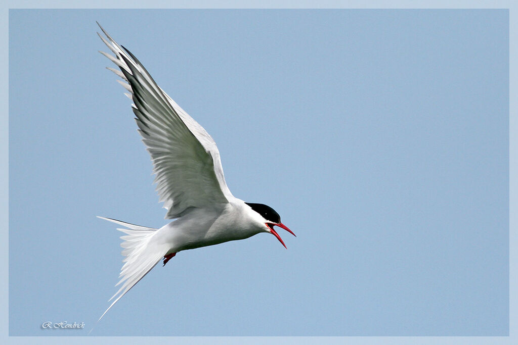 Arctic Tern