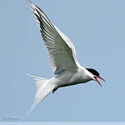 Arctic Tern