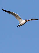 Caspian Tern