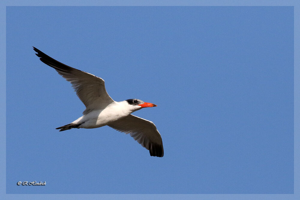 Caspian Tern