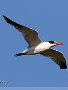 Caspian Tern