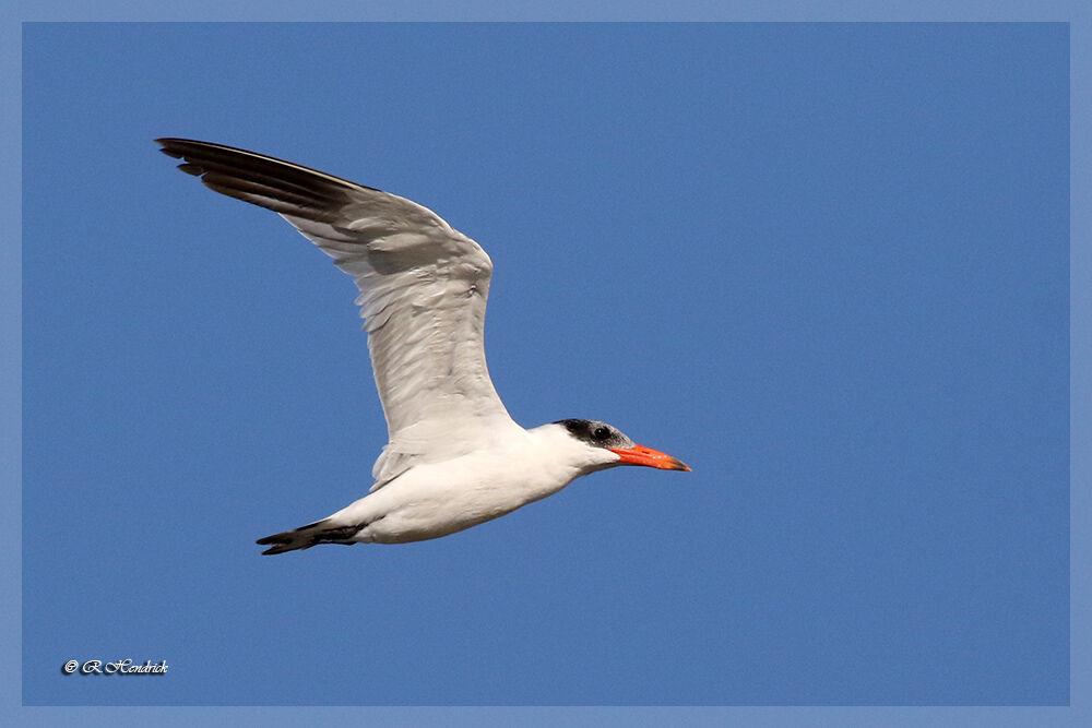 Caspian Tern