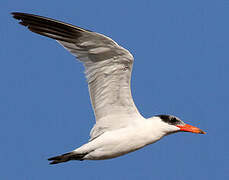 Caspian Tern