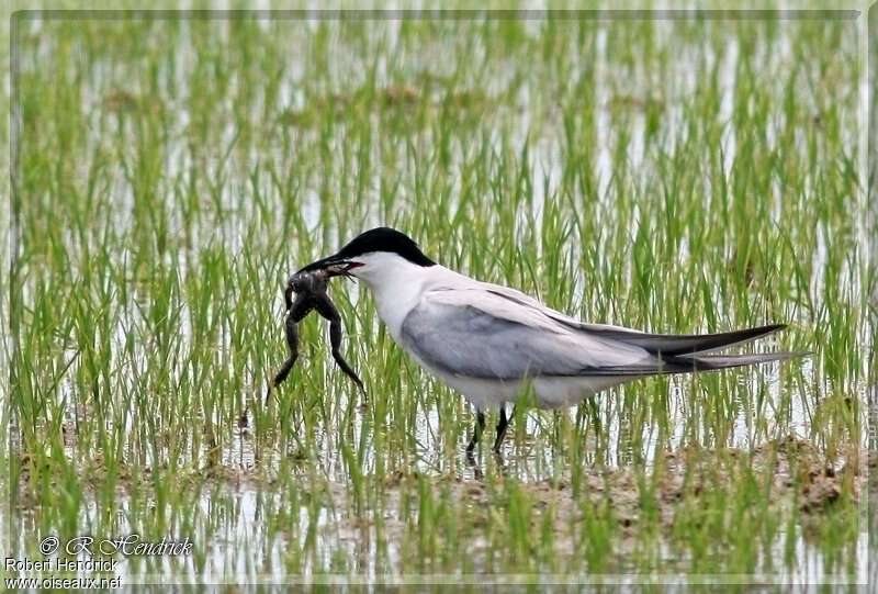 Gull-billed Ternadult, habitat, feeding habits