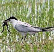 Gull-billed Tern