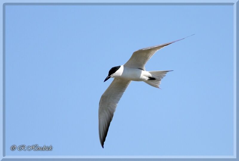 Gull-billed Tern