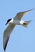 Gull-billed Tern