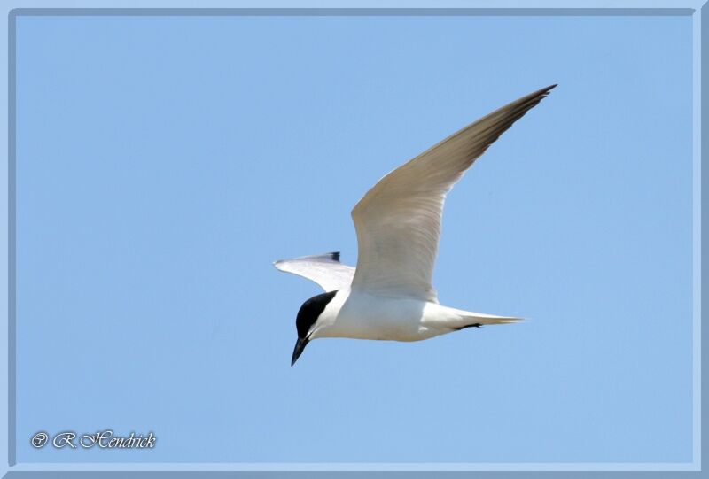 Gull-billed Tern