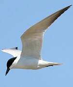 Gull-billed Tern