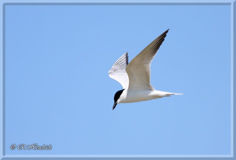 Gull-billed Tern