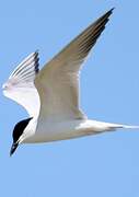 Gull-billed Tern