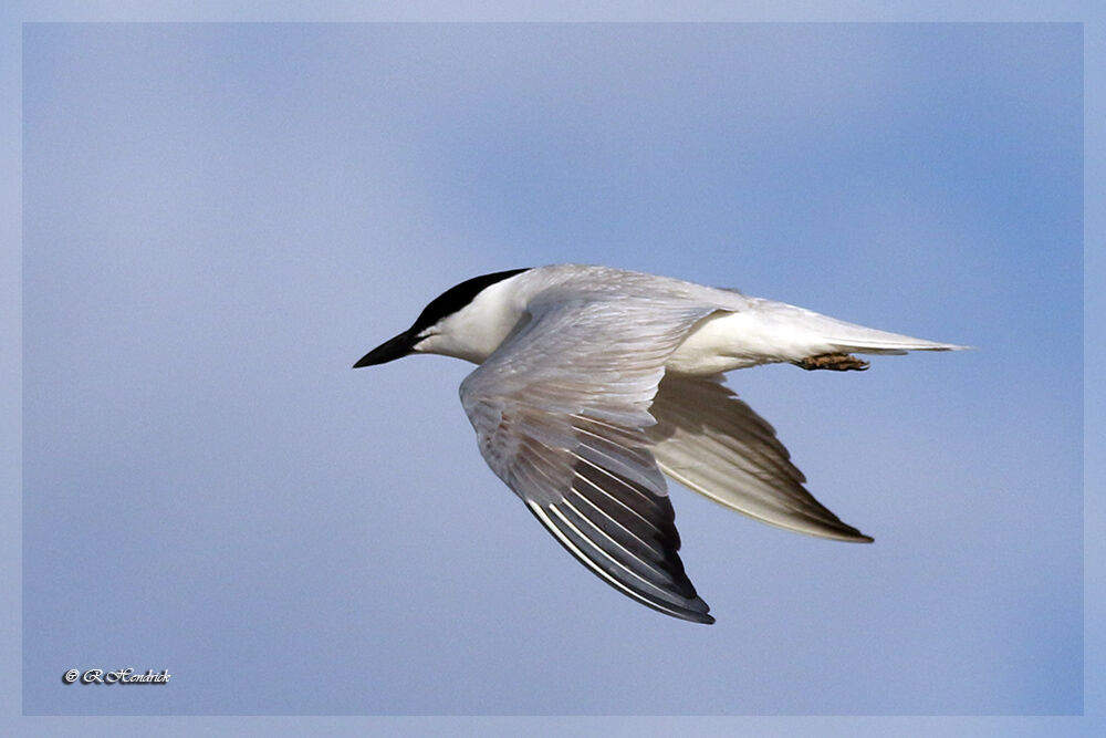 Gull-billed Tern