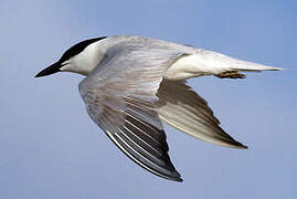 Gull-billed Tern