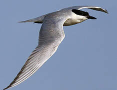 Gull-billed Tern