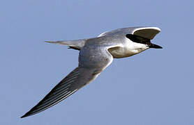 Gull-billed Tern